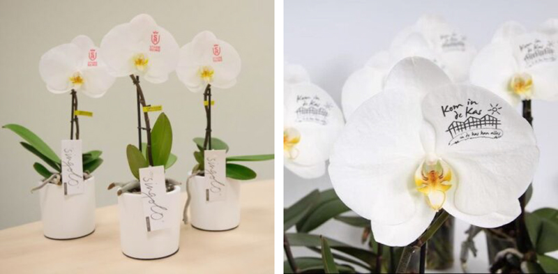 orchidee